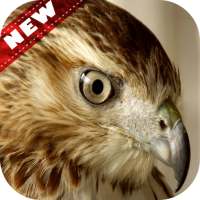 Falcon Wallpaper - Bird Wallpaper on 9Apps