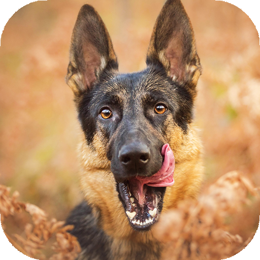 German Shepherd Wallpaper: backgrounds hd icon
