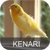 Masteran Kenari Juara Gacor on 9Apps