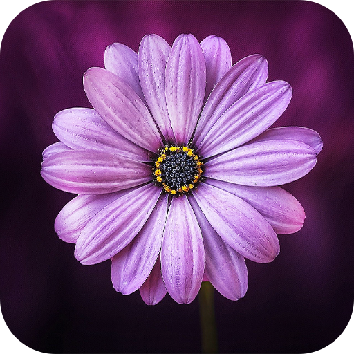 Wallpaper HD أيقونة