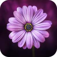 Wallpaper HD on 9Apps