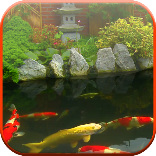 Koi Pond Video Live Wallpaper icon