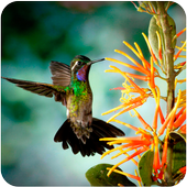 Free Live Bird Wallpaper icon