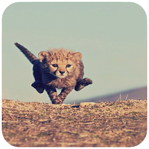 Safari HD Wallpaper icon