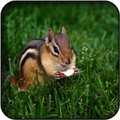 Chipmunk wallpapers icon