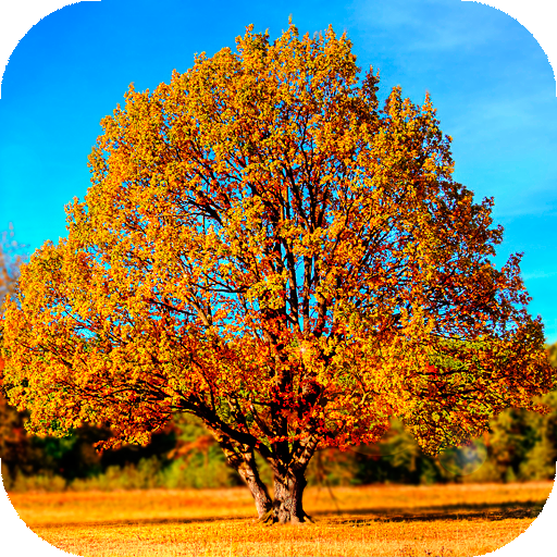 Jesień Tapety HD: tła i motywy icon