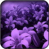 Violet Wallpapers icon