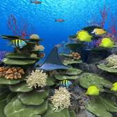 Coral Reef of Kerama Trial on 9Apps