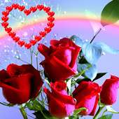 Rose Love HD Wallpaper