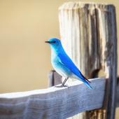 Respuesta a la imagen icon