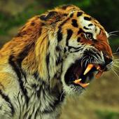 Animals Real Sounds icon