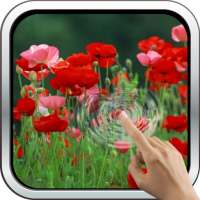Red Poppies 3D Wallpaper