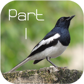 Bird Species Voice Library #1 icon