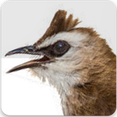 Yellow Vented Bulbul Song : Bulbul Bird Sound App icon