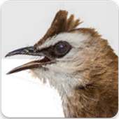 Yellow Vented Bulbul Song : Bulbul Bird Sound App on 9Apps