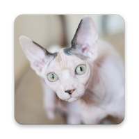 Sphynx cat Wallpapers