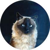 Fluffy cat live wallpaper on 9Apps