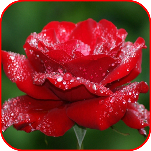 Stylish Flower Images icon