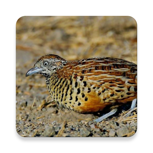 Buttonquail Bird Call Sounds ~ Sclip.app icon
