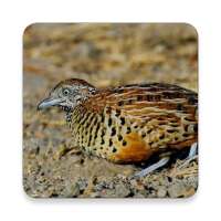 Buttonquail Bird Call Sounds ~ Sclip.app