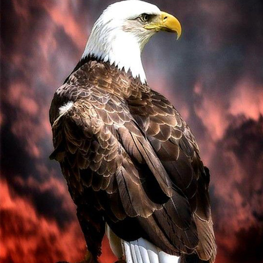 Eagle Wallpaper icon