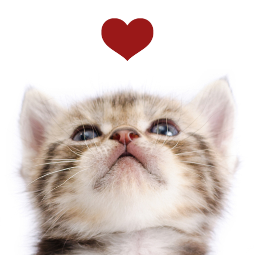 Cats Playing Card Games icon