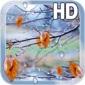 Autumn Raindrops Live HD