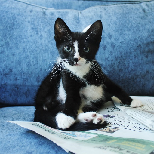 Cat Jigsaw Puzzle icon