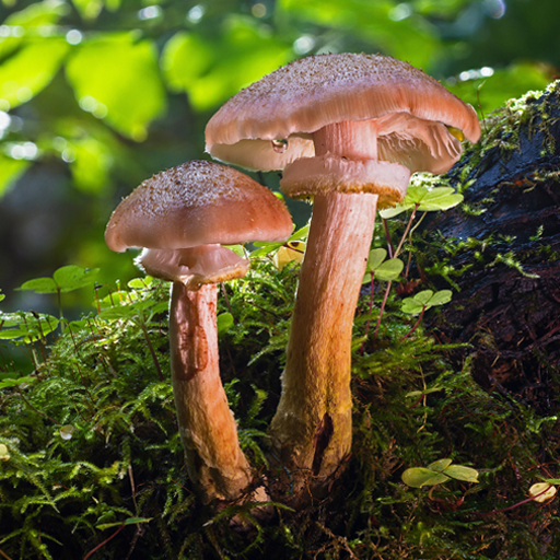 Красивые Осенние Живые Обои HD иконка