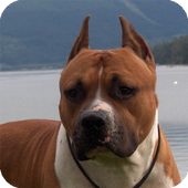 Pitbull Dogs Pack 2 Wallpaper icon