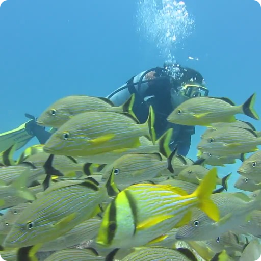 Tropical Fish Underwater Live2 icon