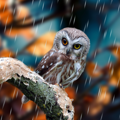 Осень Живые Обои иконка