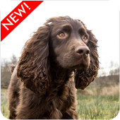 Boykin Spaniel Dog Wallpaper icon