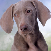 Dog Full HD Jigsaw Puzzles icon