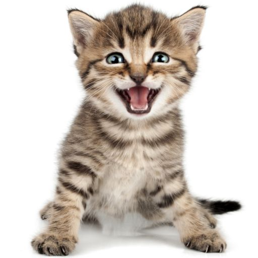 Cat Sounds Ringtones Purr أيقونة