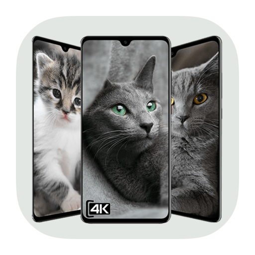 Cat HD Wallpaper icon