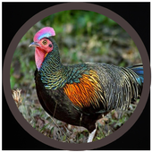 mp3 Suara Ayam Hutan icon