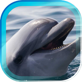 Dolphin Photo Gallery 2016 icon