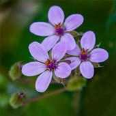 Wild flowers