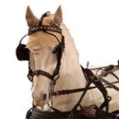 Horse Driving icon