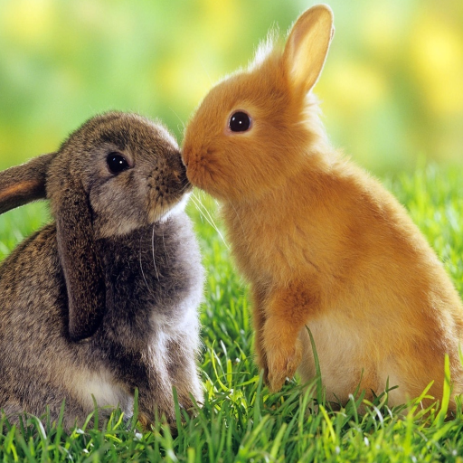 Cute Bunnies Live Wallpaper icon