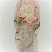 Cranial nerves examinations иконка