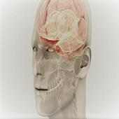 Cranial nerves examinations on 9Apps