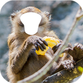 Apes Photo Editor icon