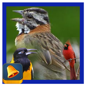 South American Birds Chirp icon