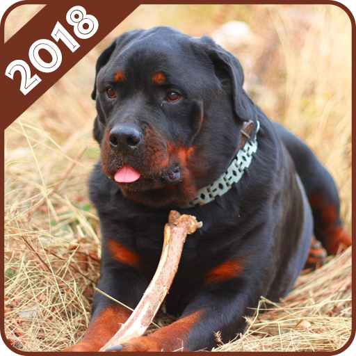Rottweiler Wallpaper icon