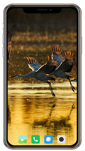 Bird HD Wallpaper 11 تصوير الشاشة