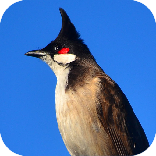 Red-whiskered bulbul icon