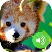 Animal Sounds & Images Free