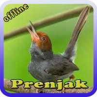 Prenjak Masteran on 9Apps